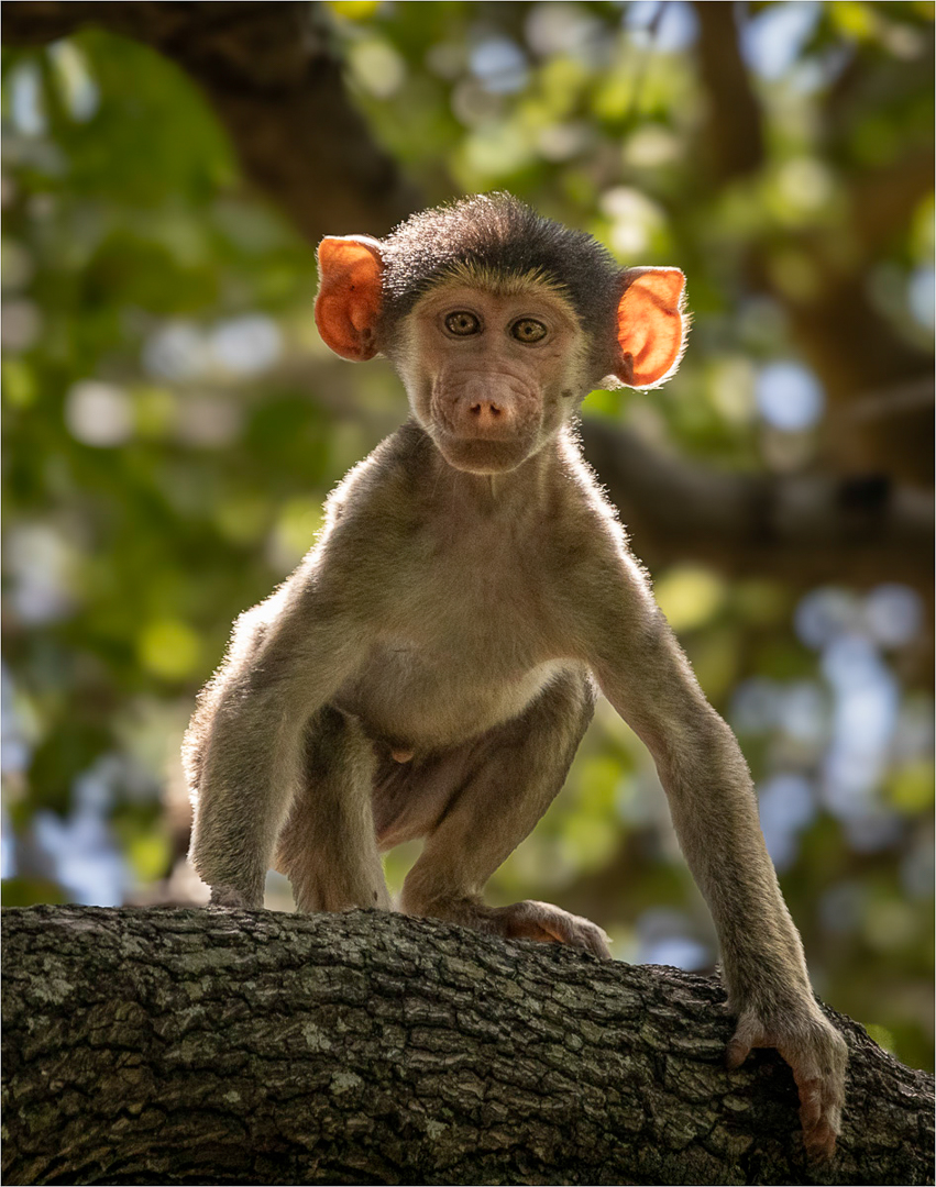 Baboon Baby